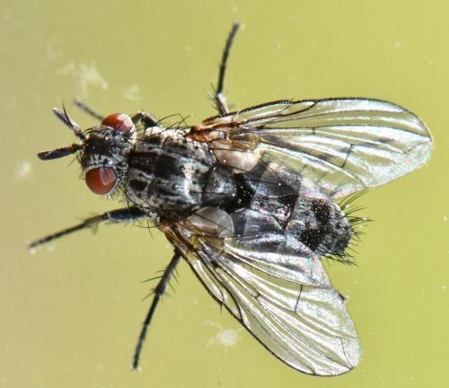 Réf. 338 973 : Triarthria setipennis